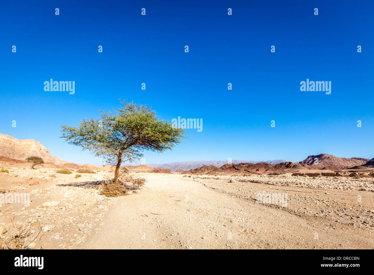 Timna-Nationalpark in Israel Stockfoto