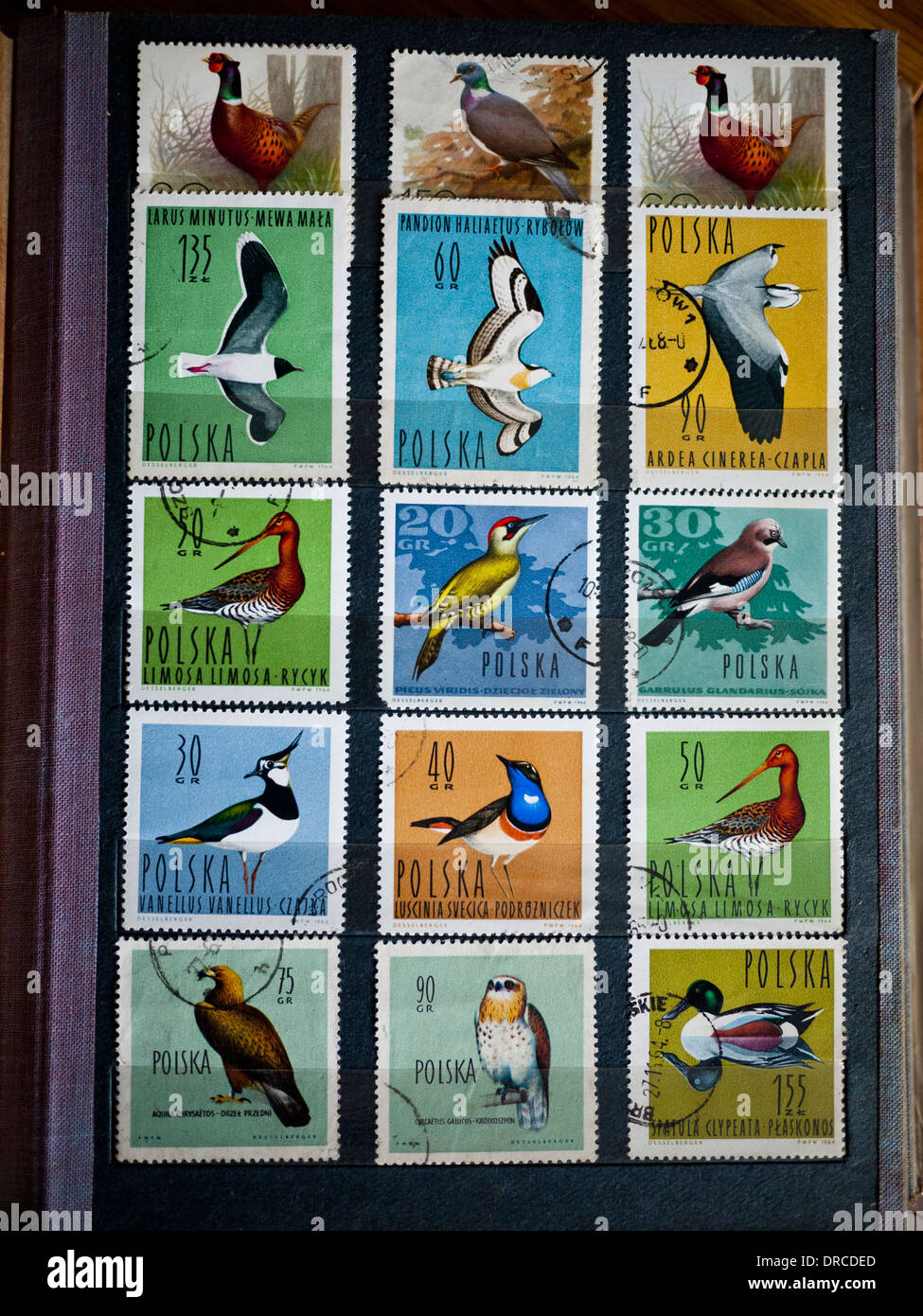 Alte polnische Briefmarken in einem Album. Stockfoto