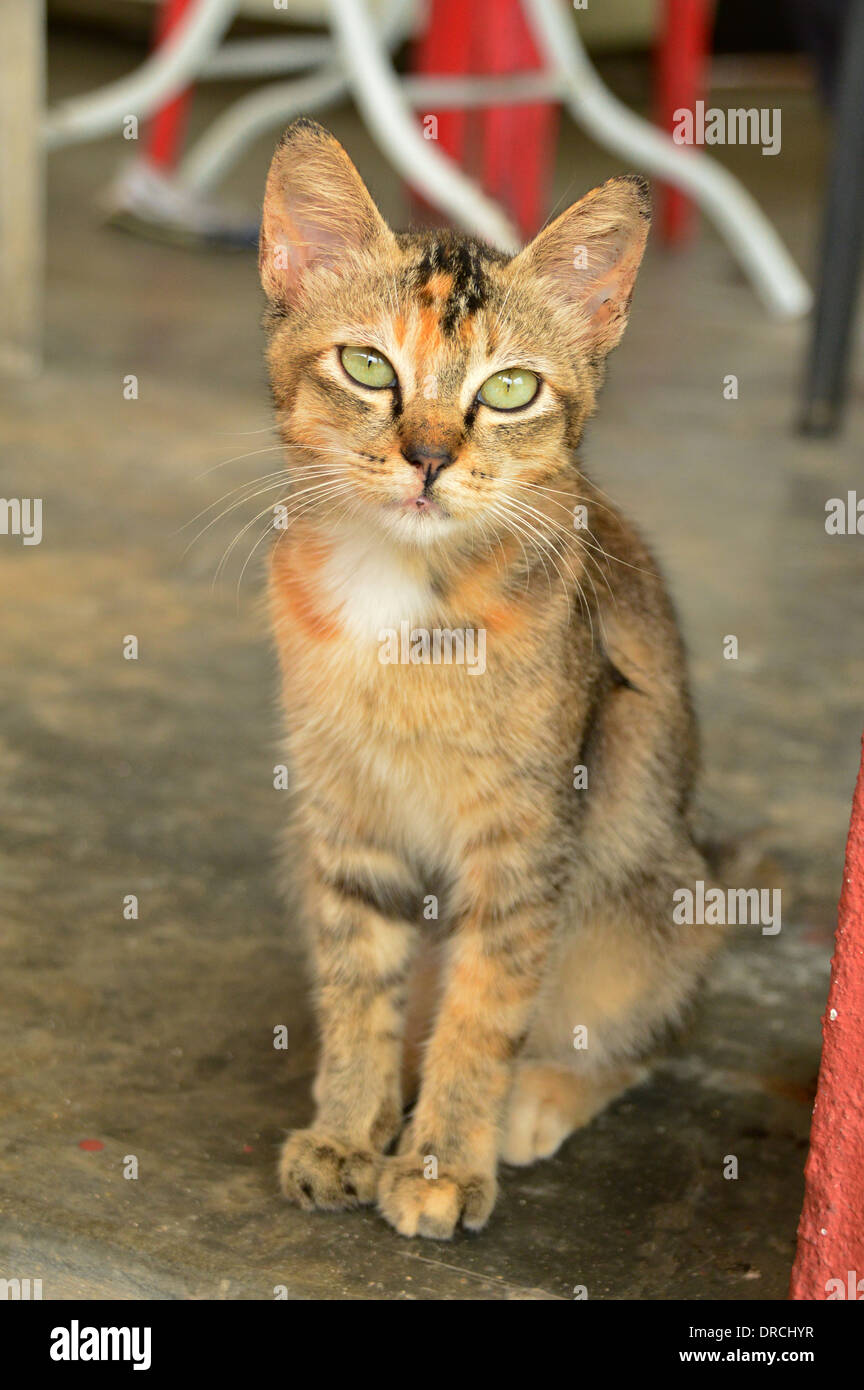 Porträt einer Katze Stockfoto