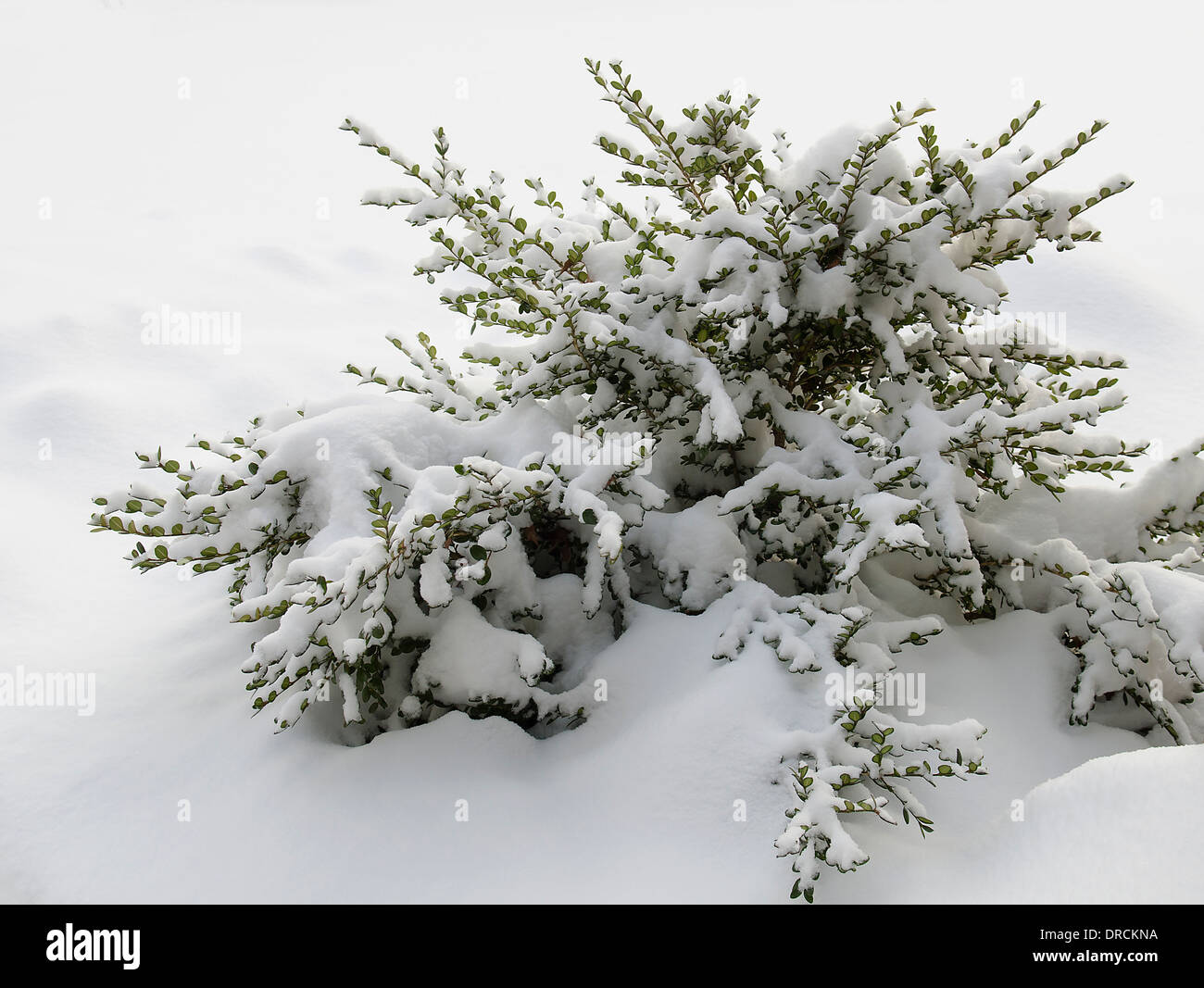 schneebedeckte Buchsbaum Pflanze Strauch Stockfoto