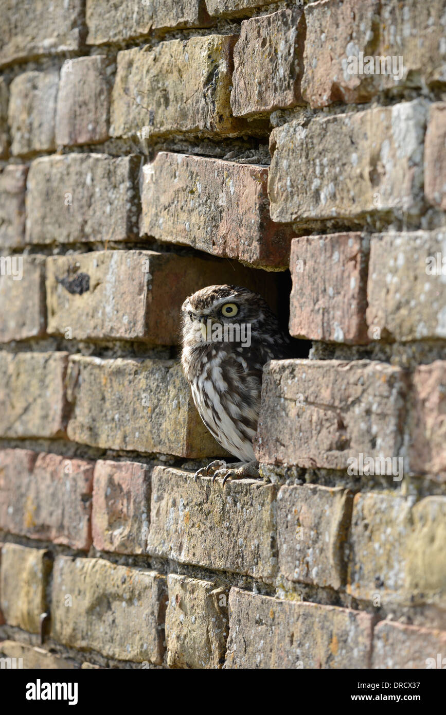 Steinkauz (Athene Noctua) peering von ein Loch in einer Wand - ein typisches Schlafplatz Ort. Dies ist ein Gefangener Vogel im Zentrum Schleiereule, Gloucester Stockfoto