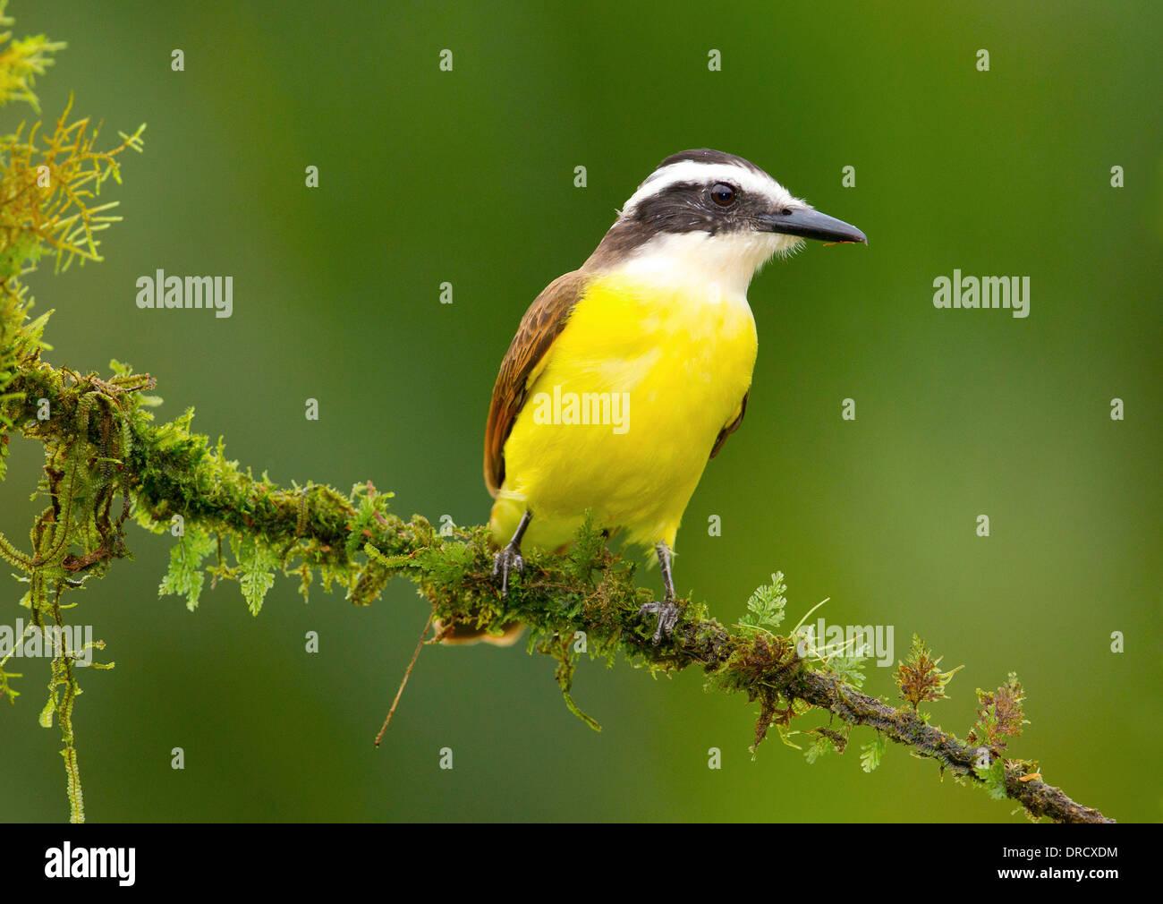 Consisted Kiskadee Stockfoto