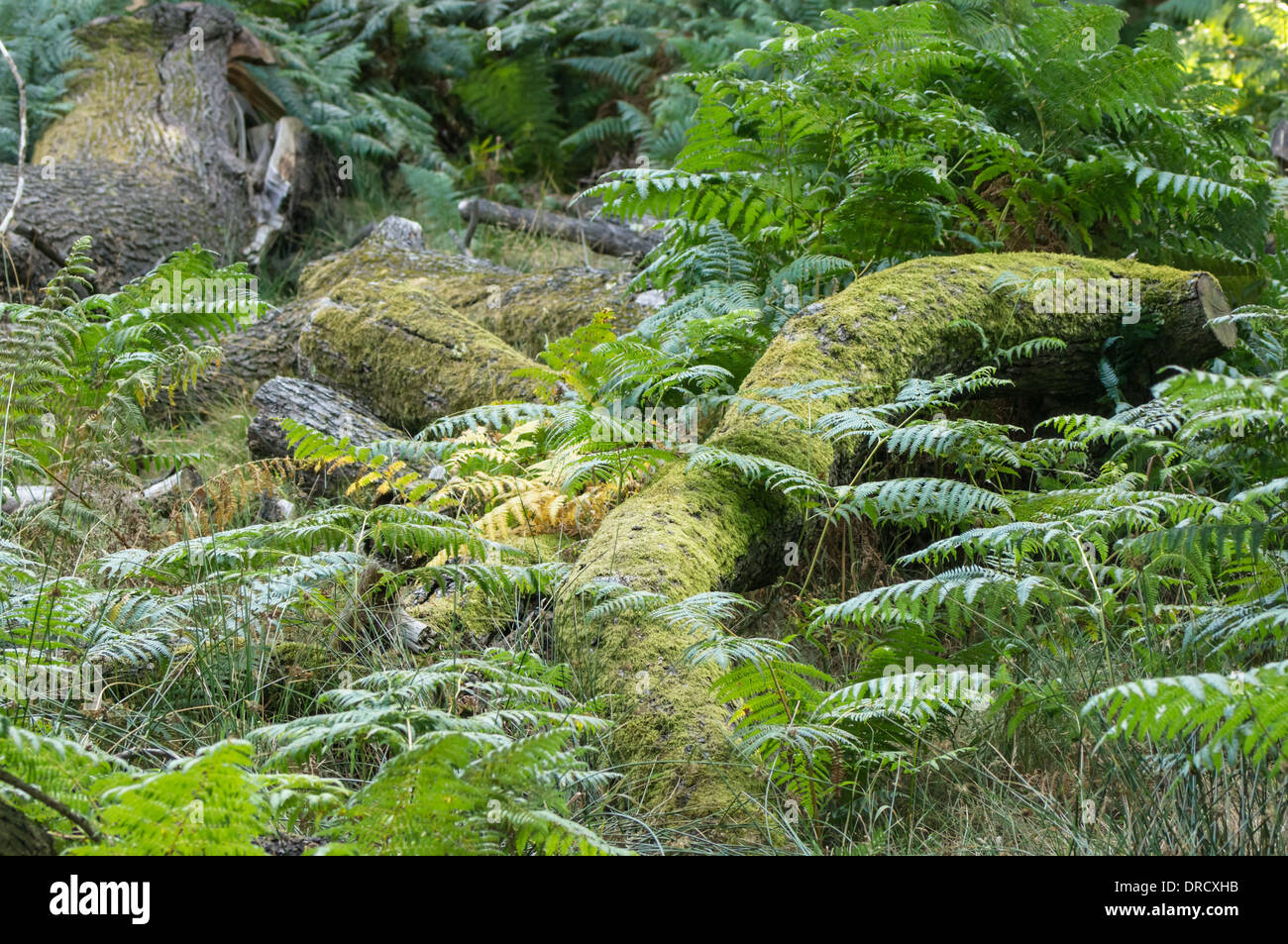 Waldboden mit grünen Farnen Stockfoto