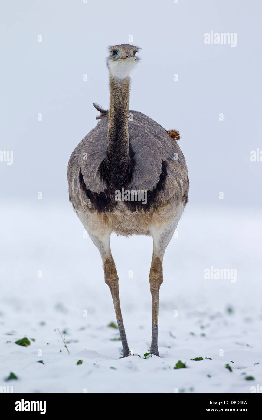 Größere Rhea / Ñandú (Rhea Americana) männlichen im Schnee im Winter, flugunfähigen Vogel östlichen Südamerika heimisch Stockfoto