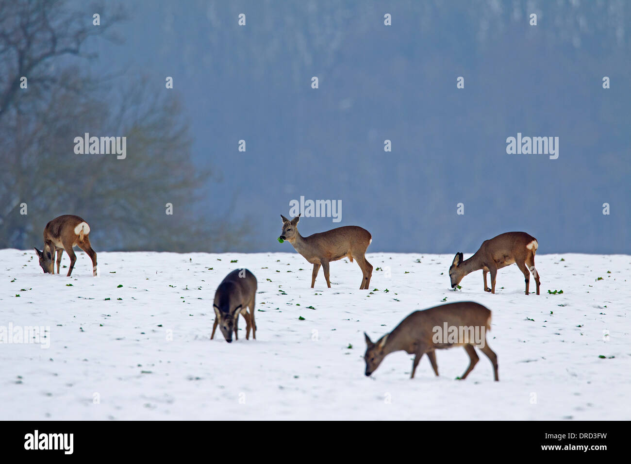 Reh (Capreolus Capreolus) Herde Essen Ernte am Feld im Schnee im winter Stockfoto