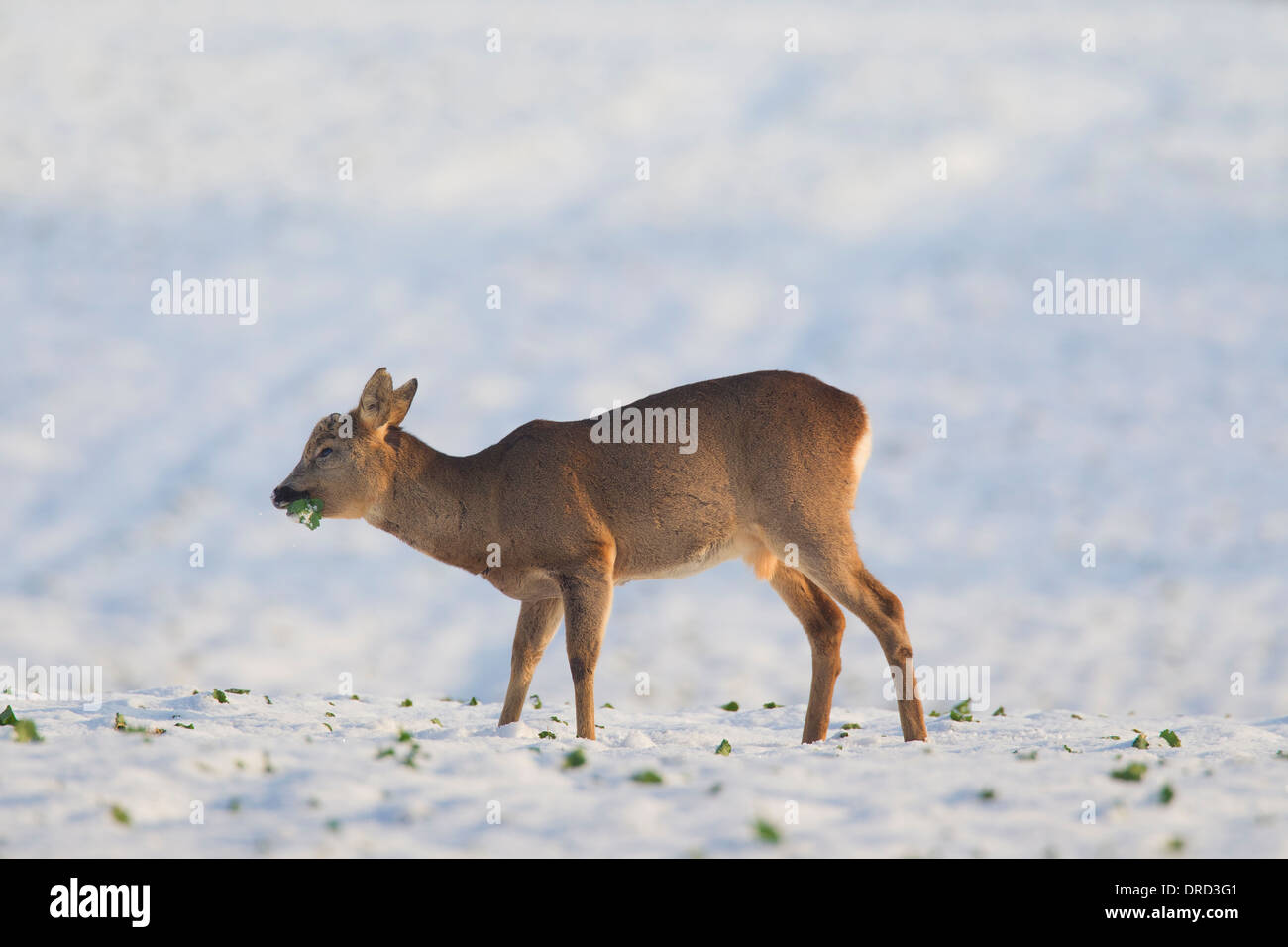 Reh (Capreolus Capreolus) buck Essen Ernte am Feld im Schnee im winter Stockfoto