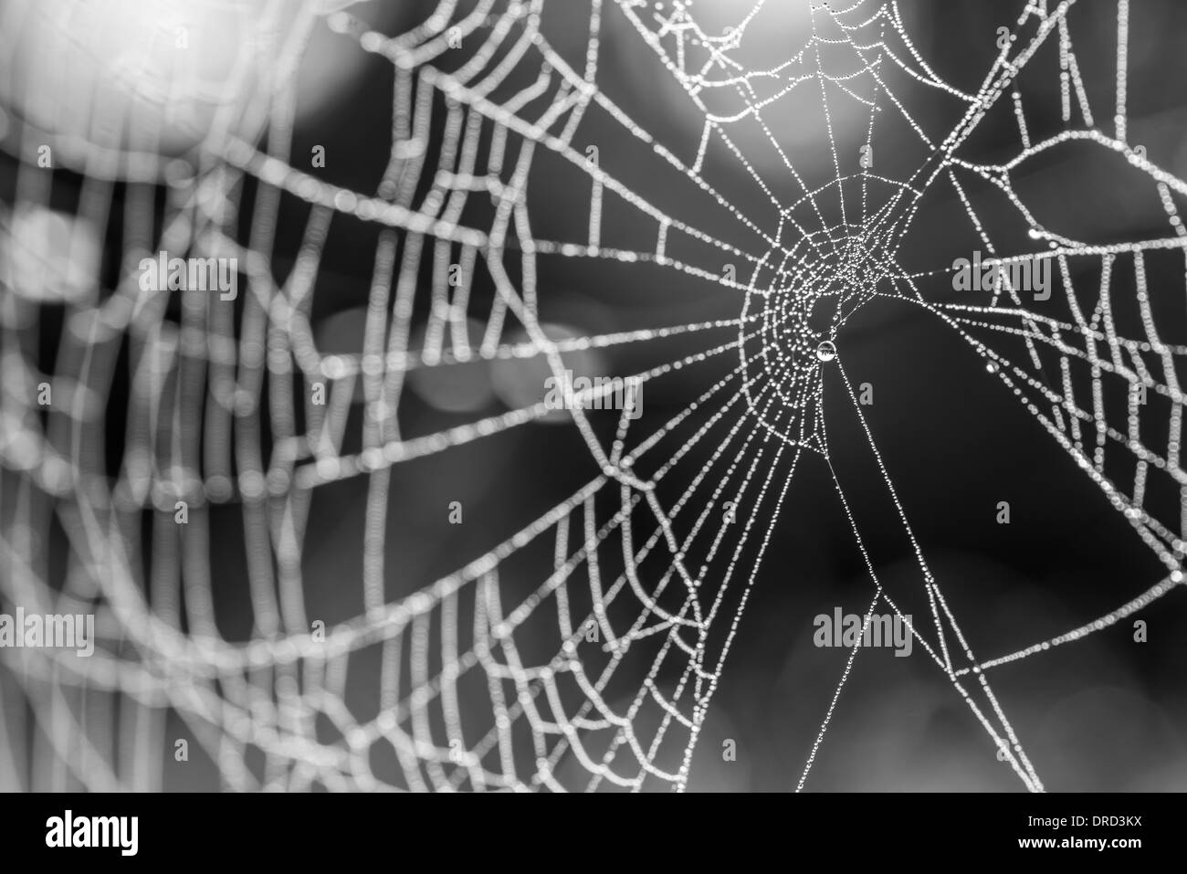 Spinnennetz mit Tautropfen Tropfen. Stockfoto