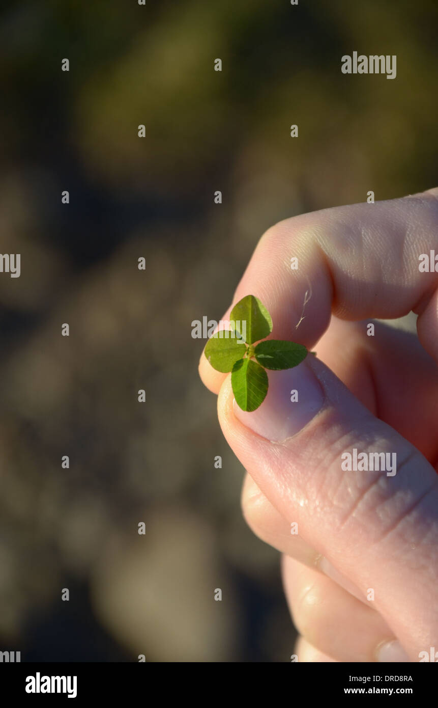 Vierblättriges Kleeblatt Stockfoto