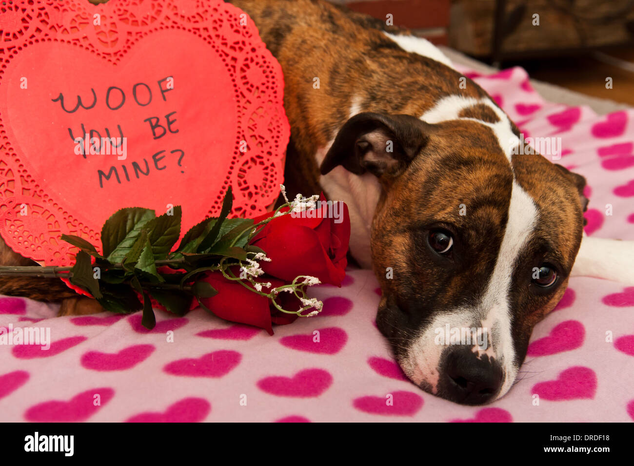 Happy Valentinstag Stockfoto