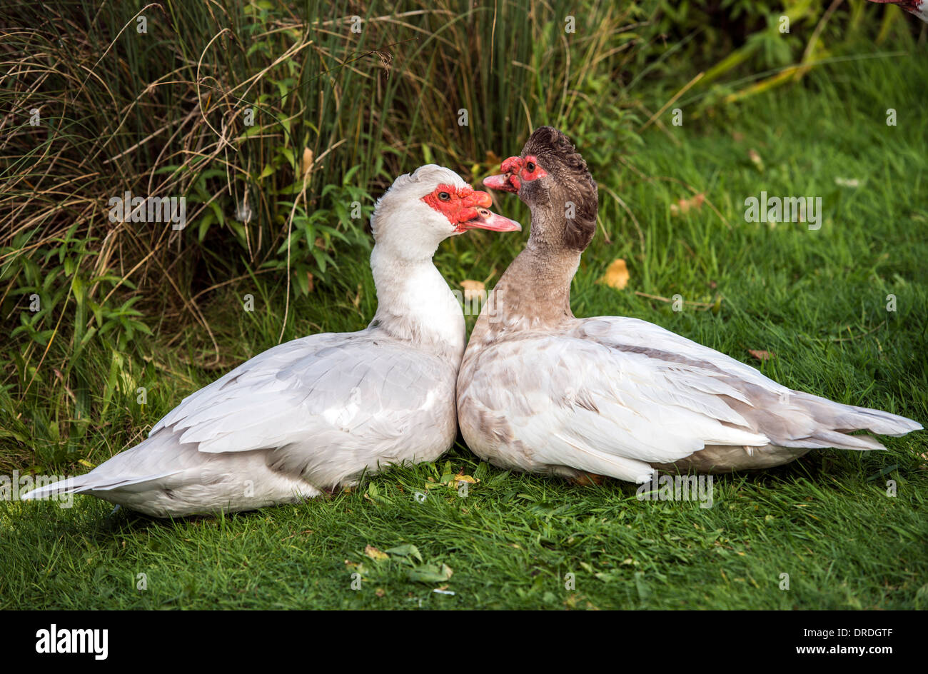 Barbarie-Ente Cairina Moschata Wetlands Centre London England Great Britain UK Stockfoto