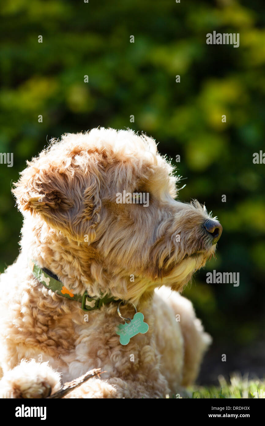 Junge Labradoodle sitzen die auf einem Rasen in der Sommersonne mit einem Stock Stockfoto