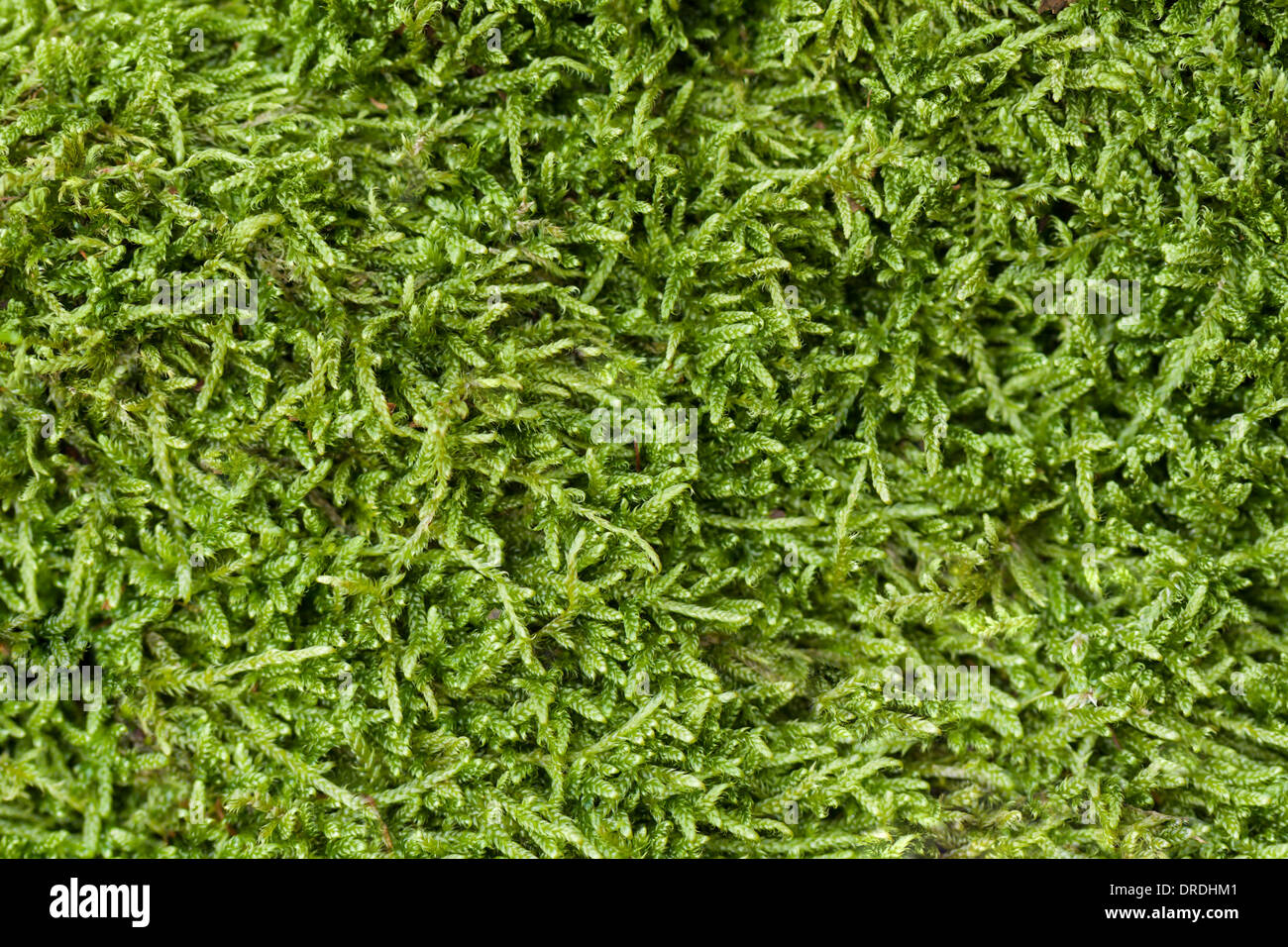 Textur von grünem Moos Stockfoto