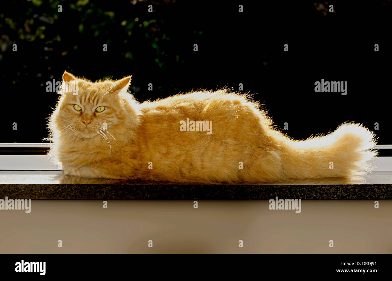 Hintergrundbeleuchtung eines langen Haaren rot Tabby Katze (Felis Catus) sibirische Waldkatze mit hellen Heiligenschein, Porträt Stockfoto