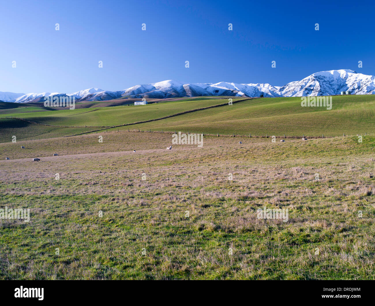 MacKenzie Country Weiden und Schafe mit vier Gipfeln im Hintergrund, Neuseeland. Stockfoto