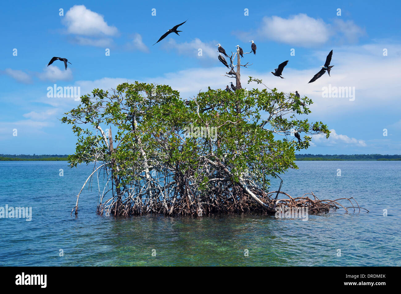 Insel der Mangroven mit Seevogel herrliche Fregattvogels, Karibik, Bocas del Toro, Panama Stockfoto