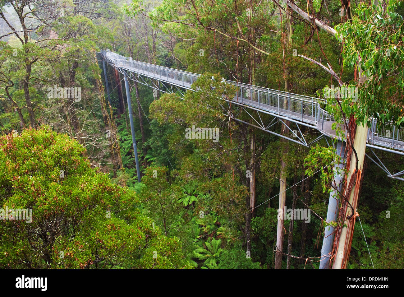 Der Stahl Gehweg Otway Fly im Regenwald bis zu 30 Meter über dem Boden, Great Ocean Road, Australien Stockfoto