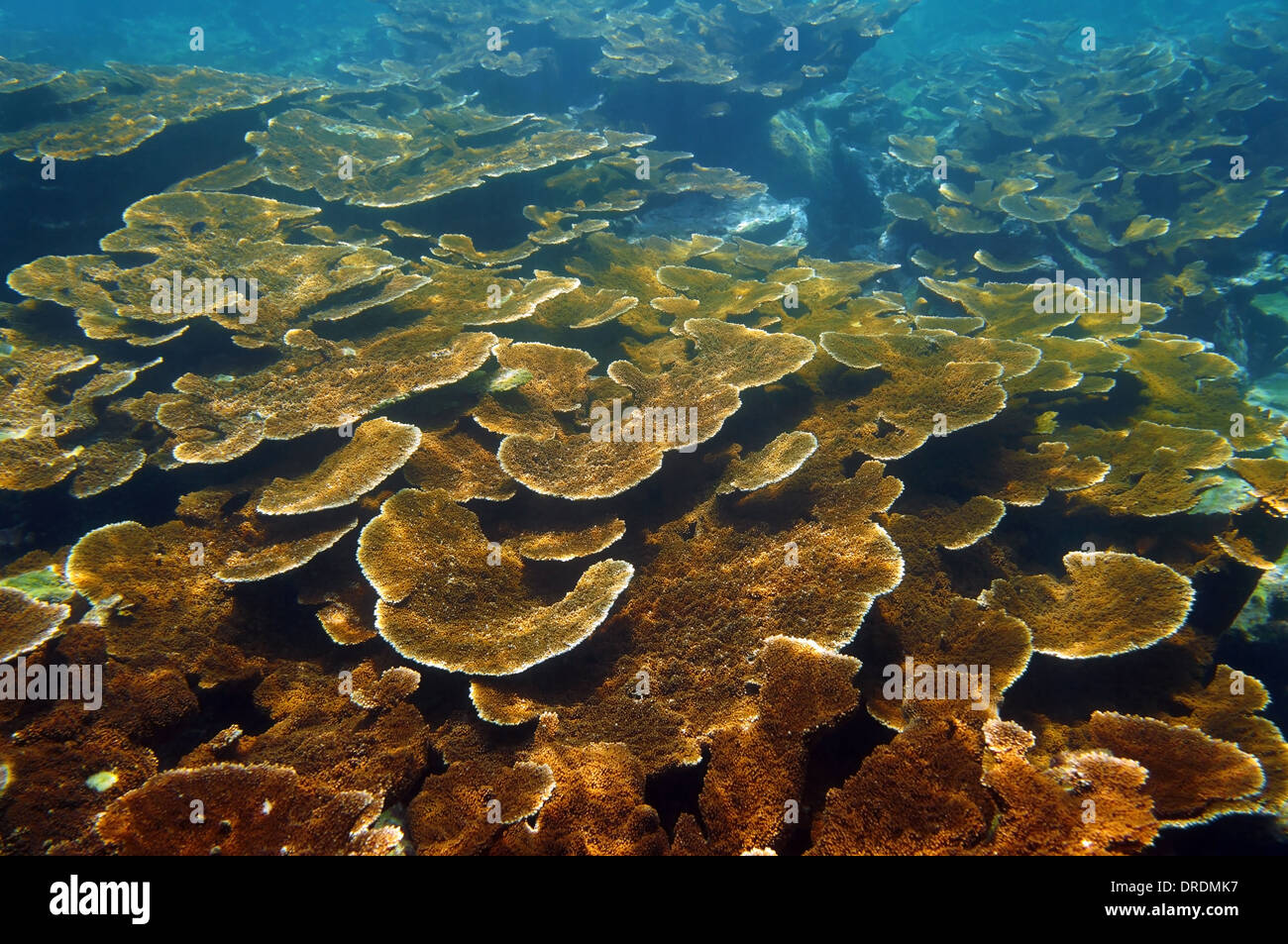 Meeresboden mit gesunden Elkhorn Korallenriff Kolonie, Karibik, Bay Islands, Roatan, Honduras Stockfoto