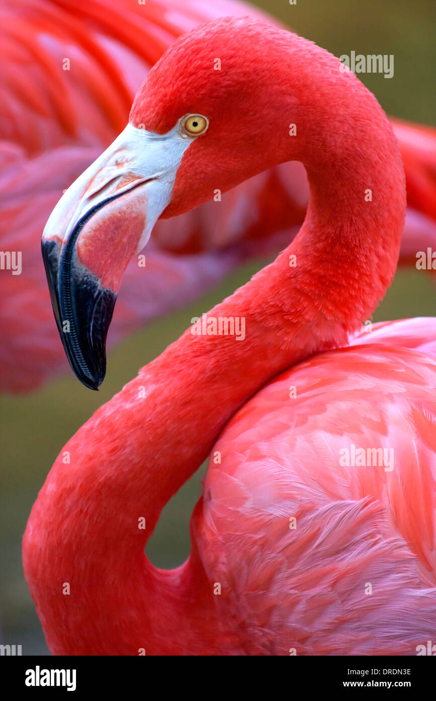 Die Karibik Flamingo Stockfoto