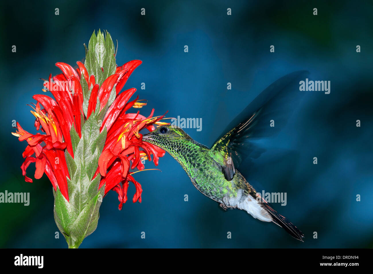 Weiße ventilierte Plumeleteer Kolibri (Chalibura Buffoni) in Hauptbahnof Stockfoto