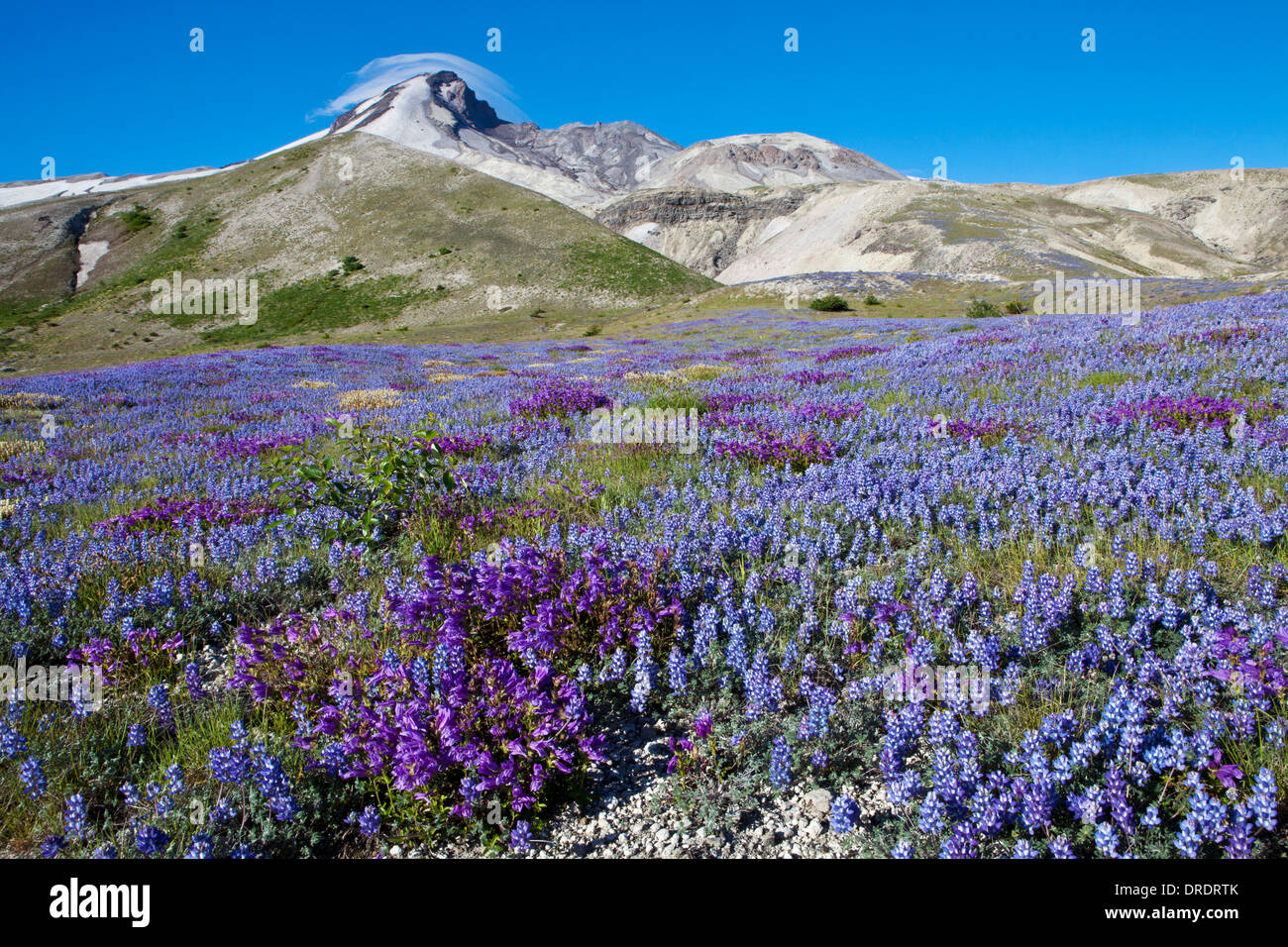 Mount St. Helens über Lupine in Bimsstein Ebenen, Mount St. Helens National Volcanic Monument, Washington. Stockfoto