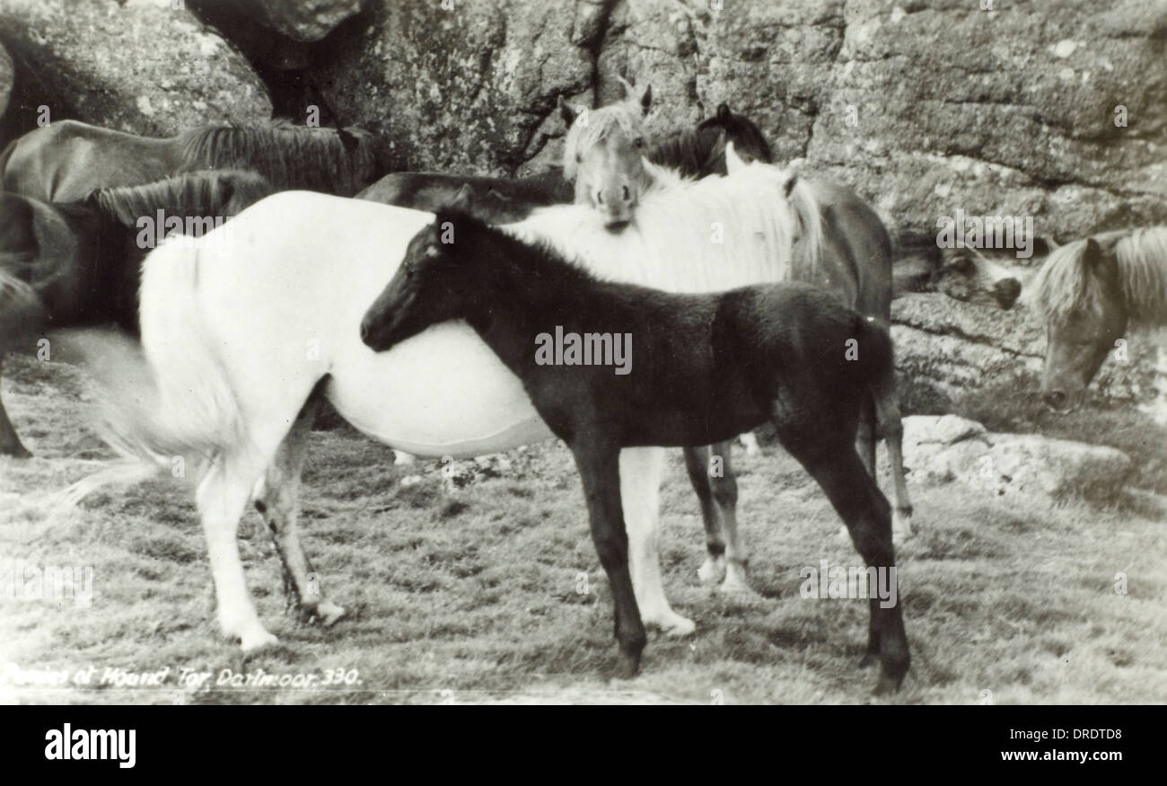 Dartmoor Ponys Stockfoto