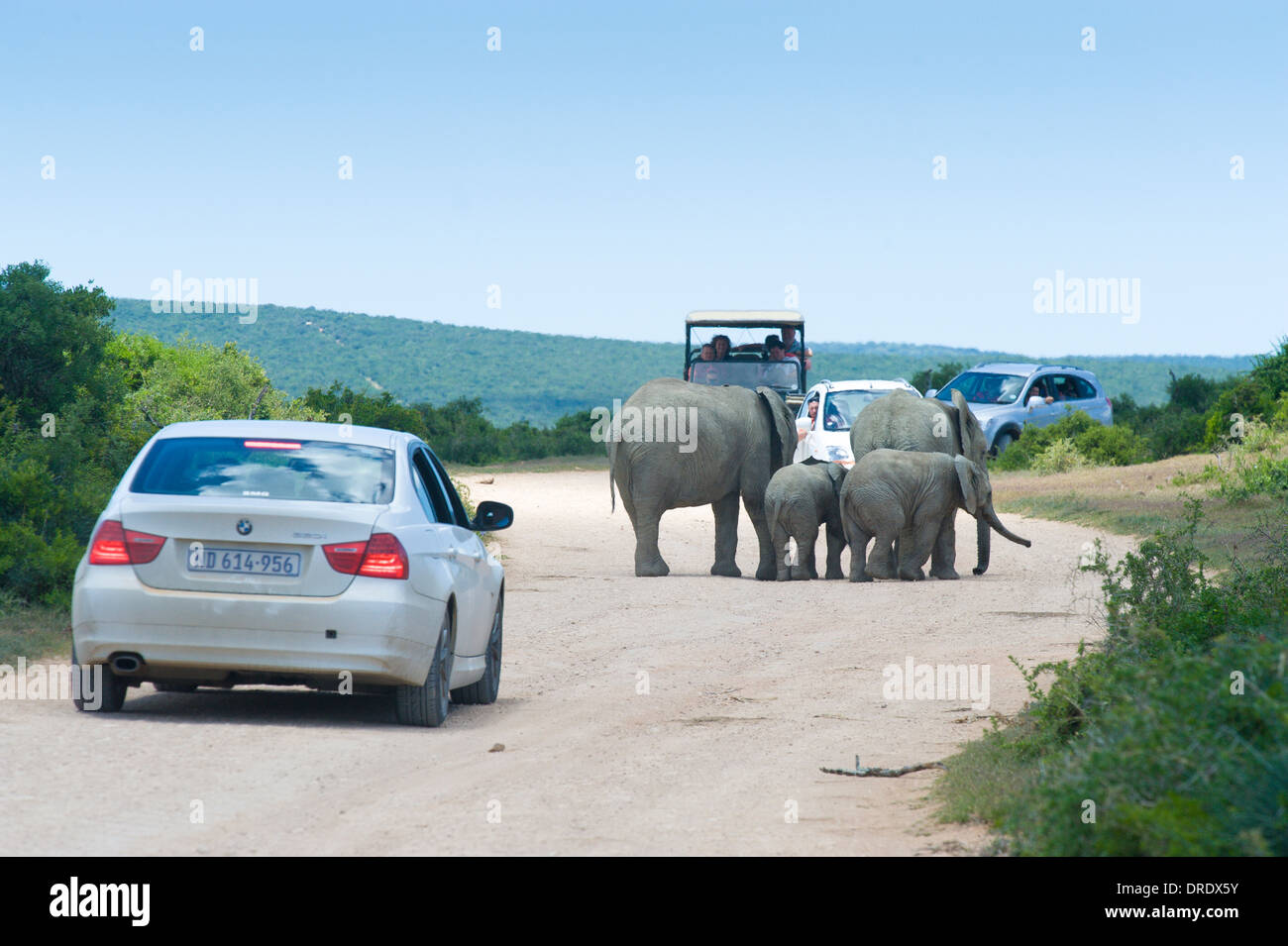 Besucher in den Autos, die gerade junger Elefanten (Loxodonta Africana) auf der Straße, Addo Elephant National Park, Südafrika Stockfoto