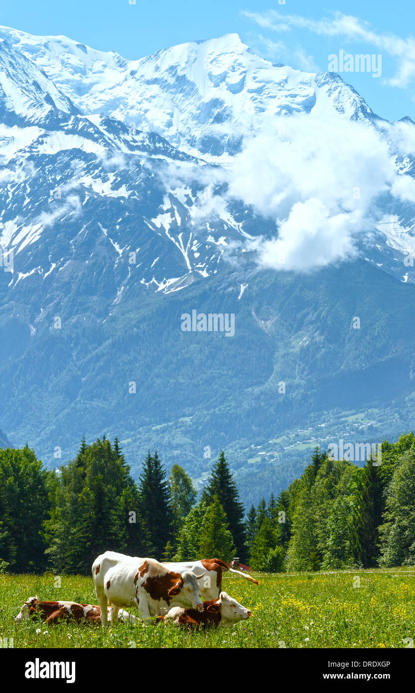 Herde Kühe auf blühende Waldwiese und Mont Blanc Bergmassiv (Tal von Chamonix, Frankreich, Blick vom Plaine Joux Stadtrand). Stockfoto