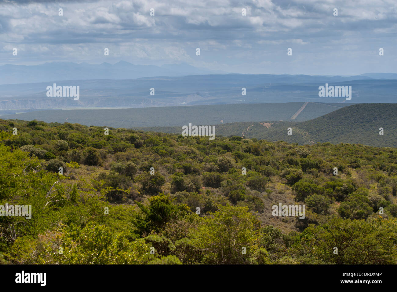 Panoramablick auf die Landschaft und Vegetation im Addo Elephant National Park, Eastern Cape, Südafrika Stockfoto