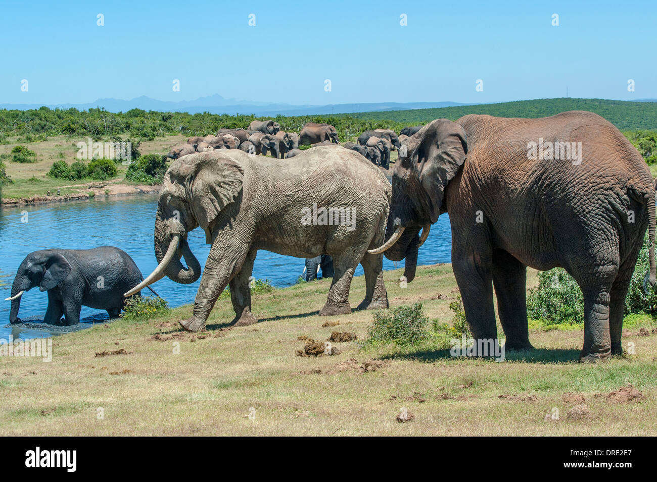 Große Elefantenbullen (Loxodonta Africana) mit langen Stoßzähnen am Gwarrie Pan Wasserloch, Addo Elephant Park, Südafrika Stockfoto