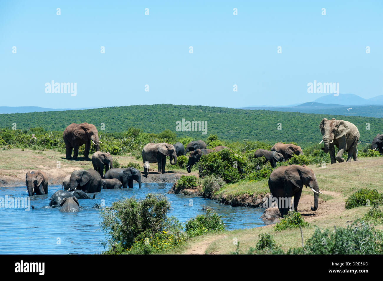 Elefanten (Loxodonta Africana), Baden in Gwarrie Pan Wasserloch, Addo Elephant Park, Eastern Cape, Südafrika Stockfoto
