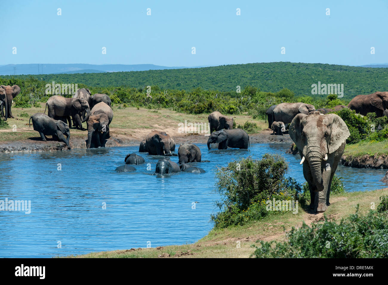 Elefanten (Loxodonta Africana), Baden in Gwarrie Pan Wasserloch, Addo Elephant Park, Eastern Cape, Südafrika Stockfoto