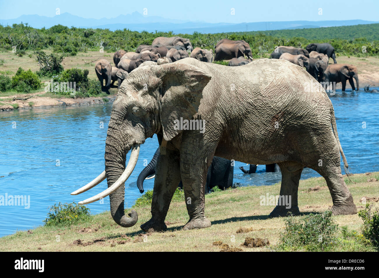 Elefantenbullen (Loxodonta Africana) mit langen Stoßzähnen an einer Wasserstelle im Addo Elephant Park, Eastern Cape, Südafrika Stockfoto