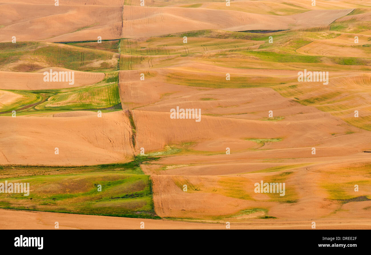 Blick auf die Palouse-Hügel von Whitman County, Bundesstaat Washington, USA, gesehen von der Spitze des Steptoe Butte State Park. Stockfoto