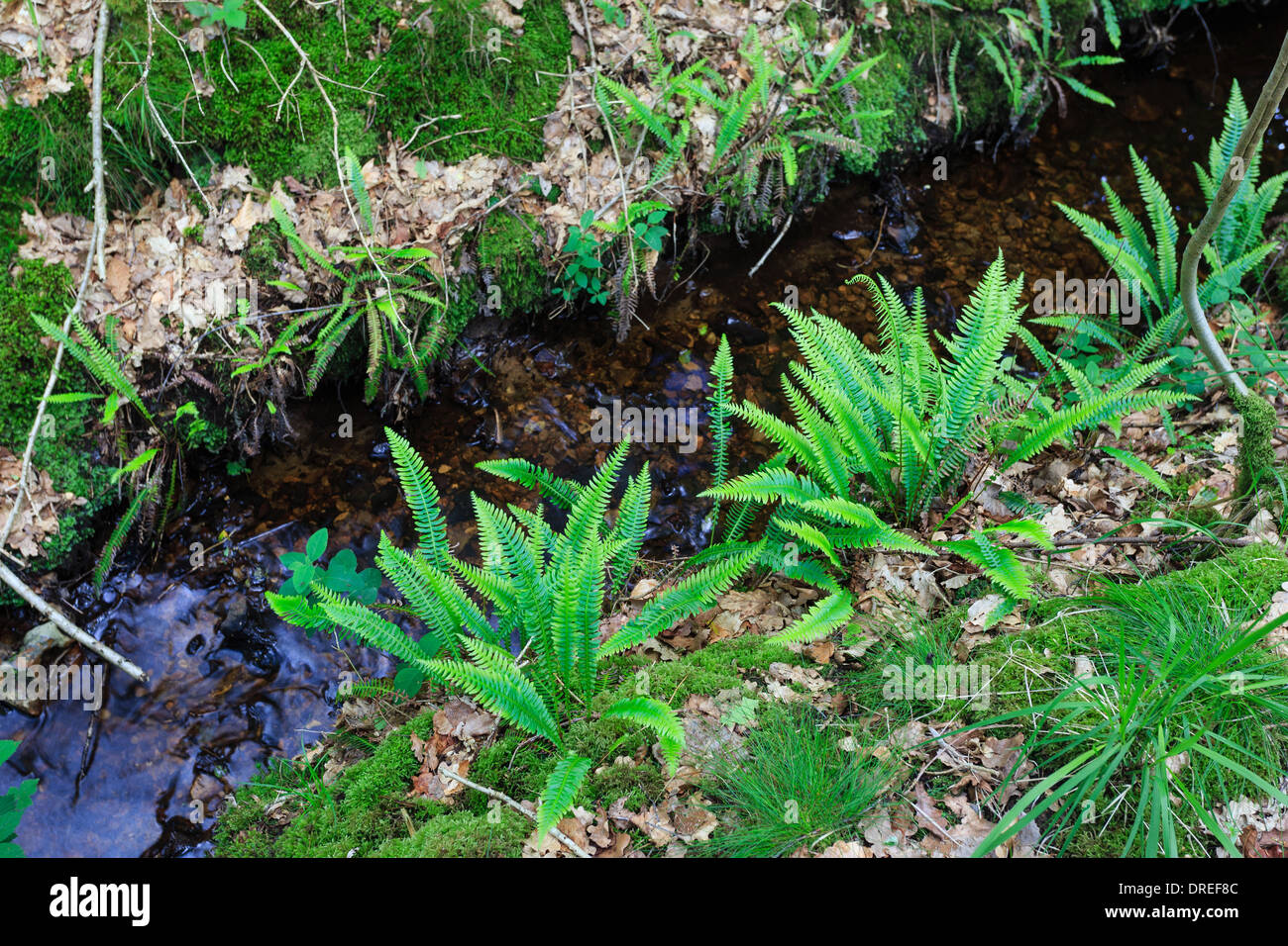 Hirsch-Farn oder harte Farn, Blechnum spicant am Creek (Frankreich, Normandie, Bellème Wald) Stockfoto