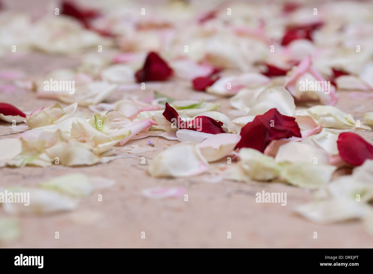Rose Petal Wedding Confetti Stockfotos Rose Petal Wedding Confetti