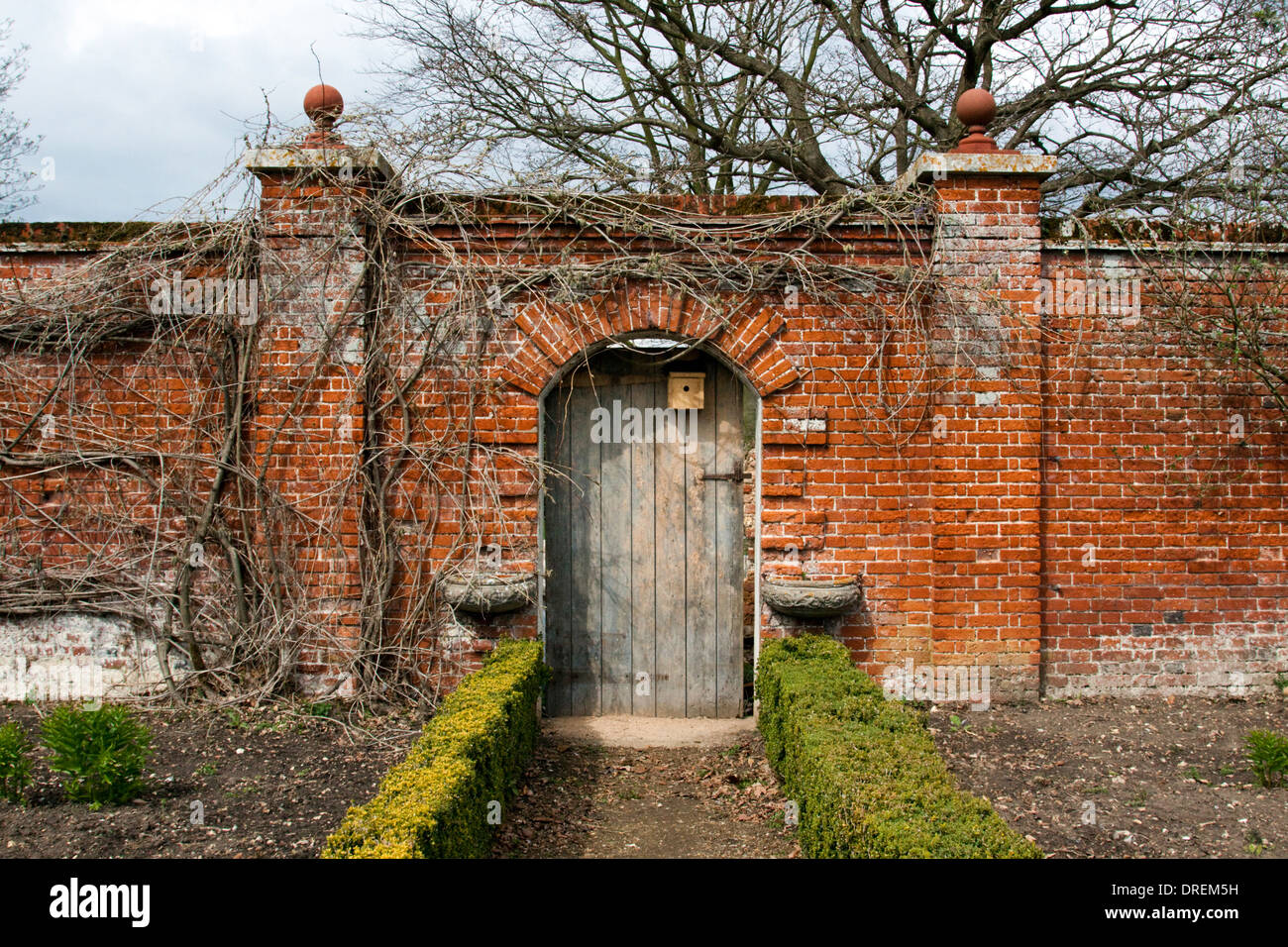 Tor zum Garten am Fritton See mit Glyzinien wachsen auf der Wand und Box Hecke führt zum Tor Stockfoto