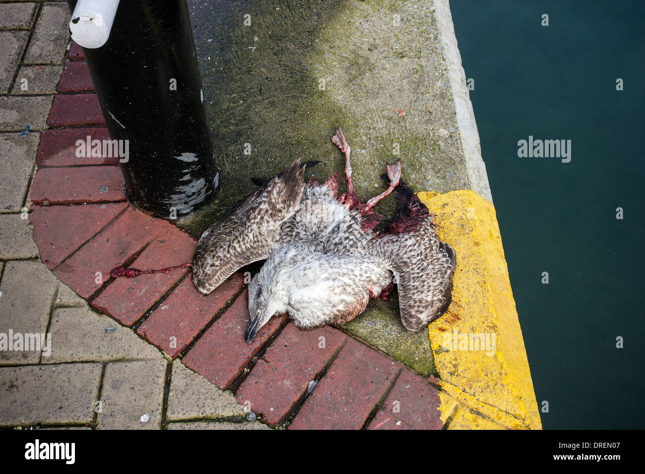 Tote Möwe, Bordstein, Roadkill, Tod, Blut, Tote Seagul am Straßenrand, Blut, Gefahr, Horror, frische, Natur, Horizontal, Jagd, Stockfoto