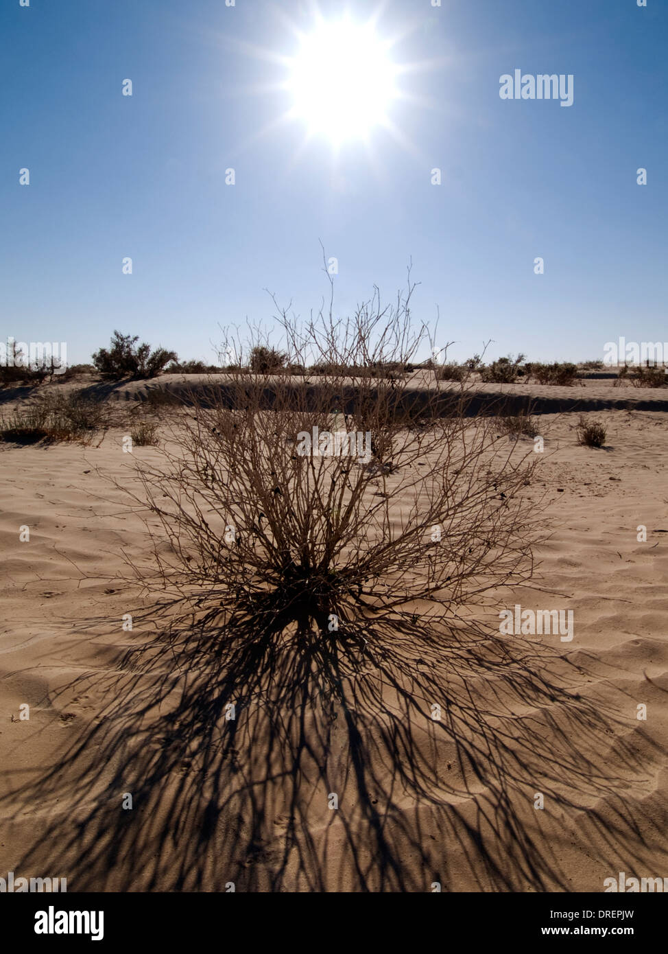 Prallen Sonne in der tunesischen Wüste wirft den Schatten ein knochentrockener Strauch über den Sand. Stockfoto