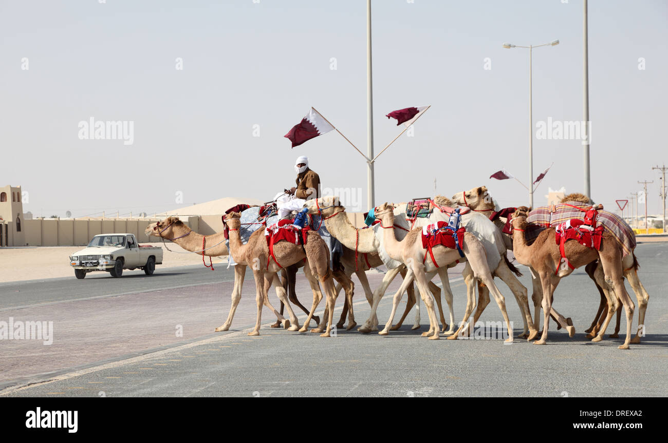 Kamele, nach Hause zu gehen, von einem Rennen in Katar, Nahost Stockfoto