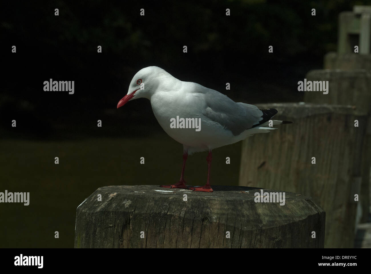 Roten abgerechneten Möwe auf post Stockfoto