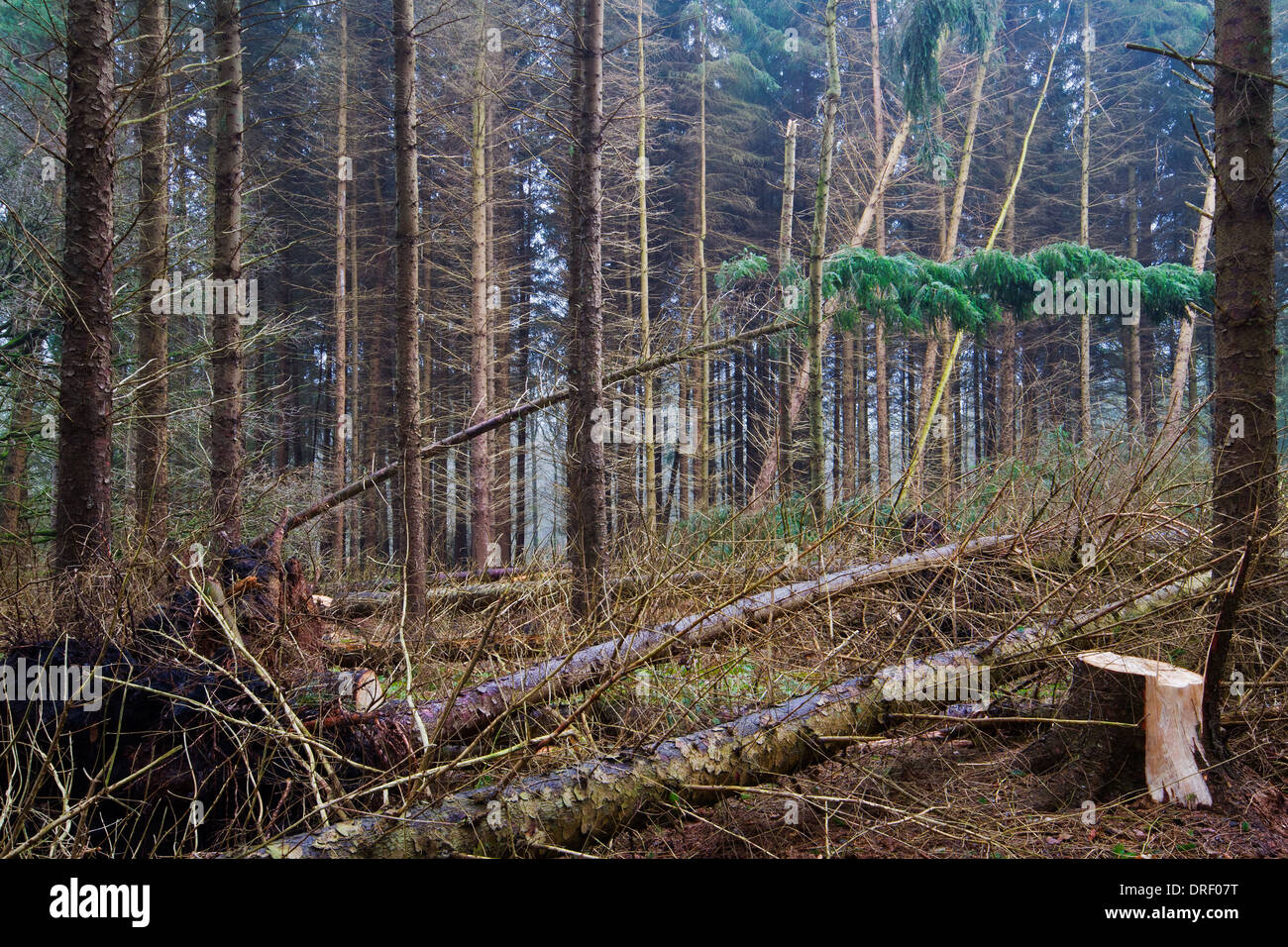 Gefallenen Tannen und Baumstümpfe nach einem heftigen Sturm im Herbst. Stockfoto