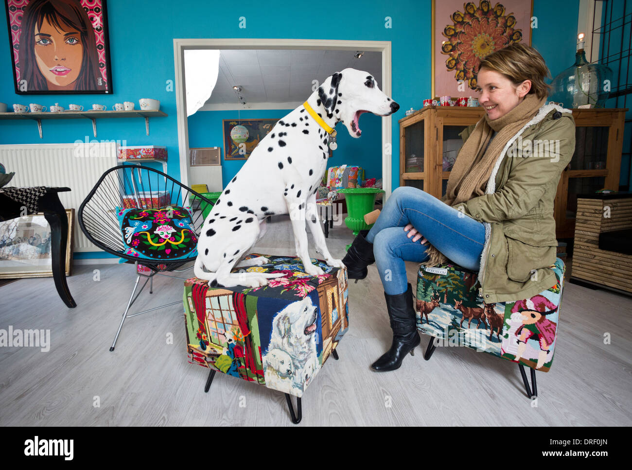 Ein Dalmatiner (Canis Lupus Familiaris) in einem Deko-Shop.  Chien Dalmatien Dans un Magasin de Dekoration. Stockfoto