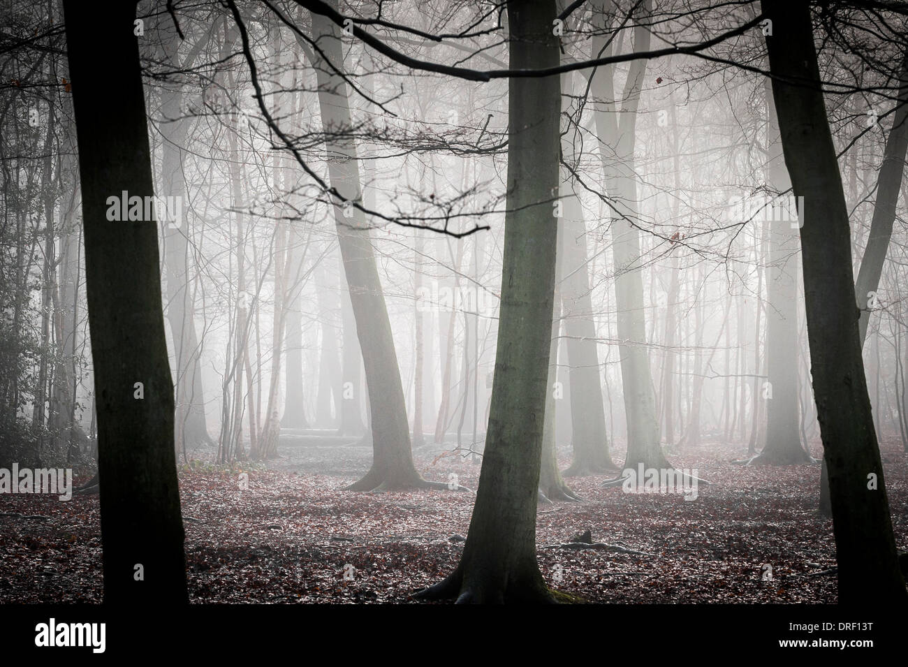 Dichter Nebel hüllt Wald in der Essex-Landschaft. Stockfoto