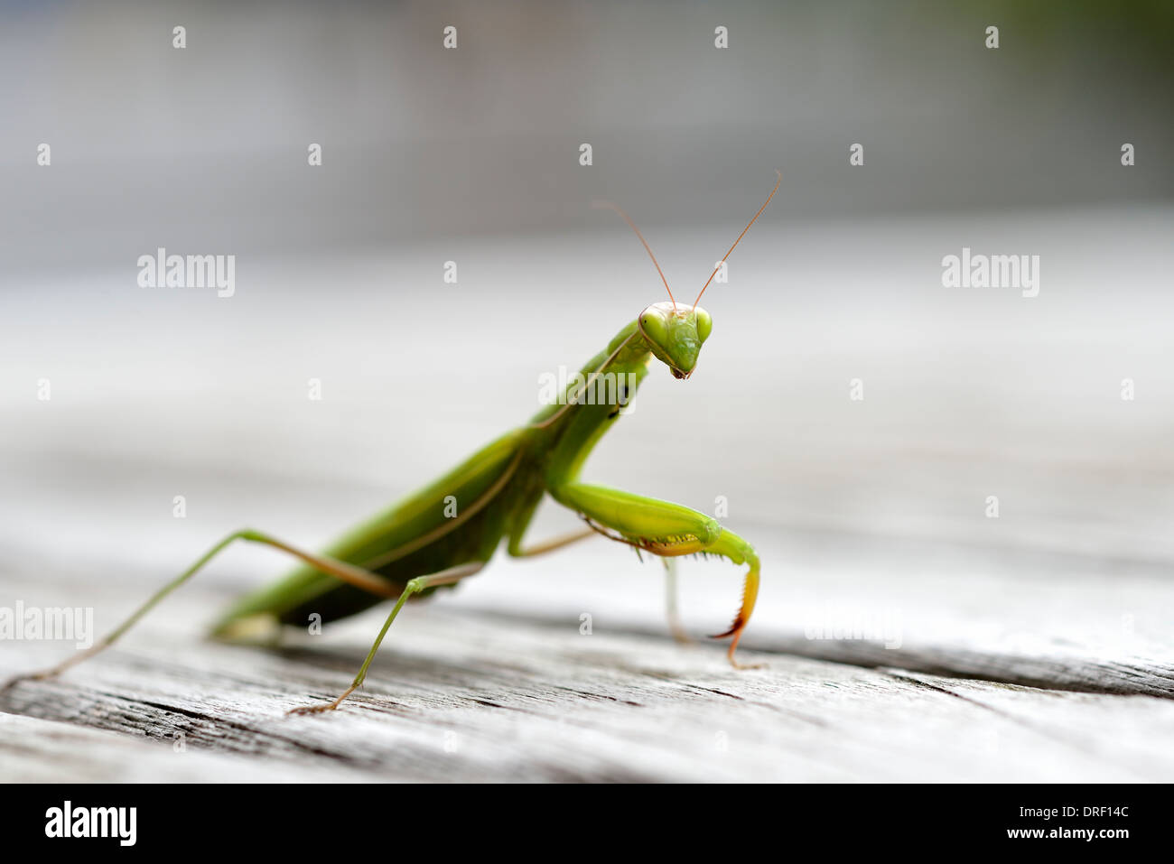 Europäische Gottesanbeterin oder Gottesanbeterin, Mantis religiosa Stockfoto