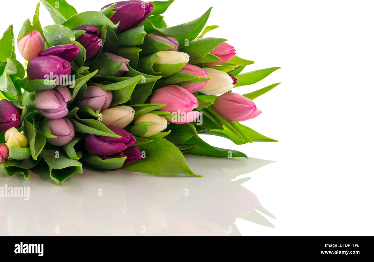 Reihe von Tulpen in Pastell isoliert auf weißem Hintergrund Stockfoto