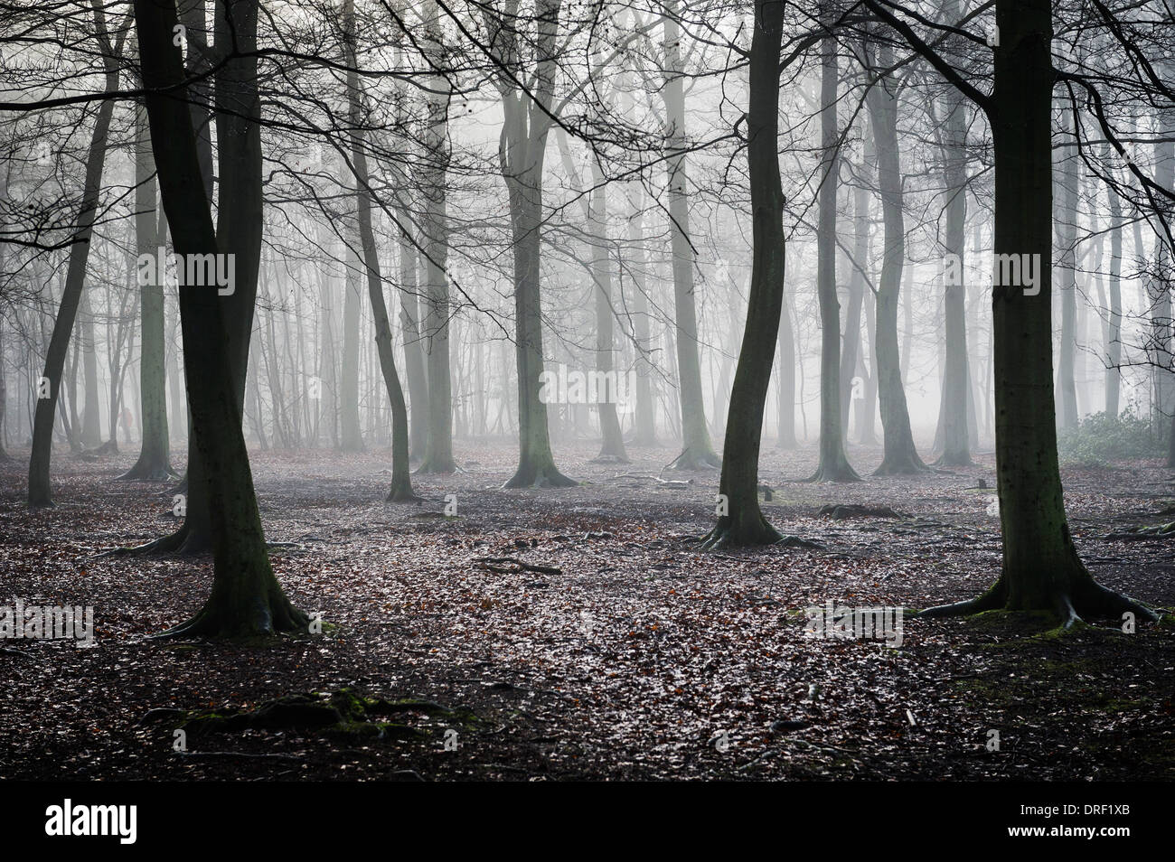 Dichter Nebel hüllt Wald in der Essex-Landschaft. Stockfoto