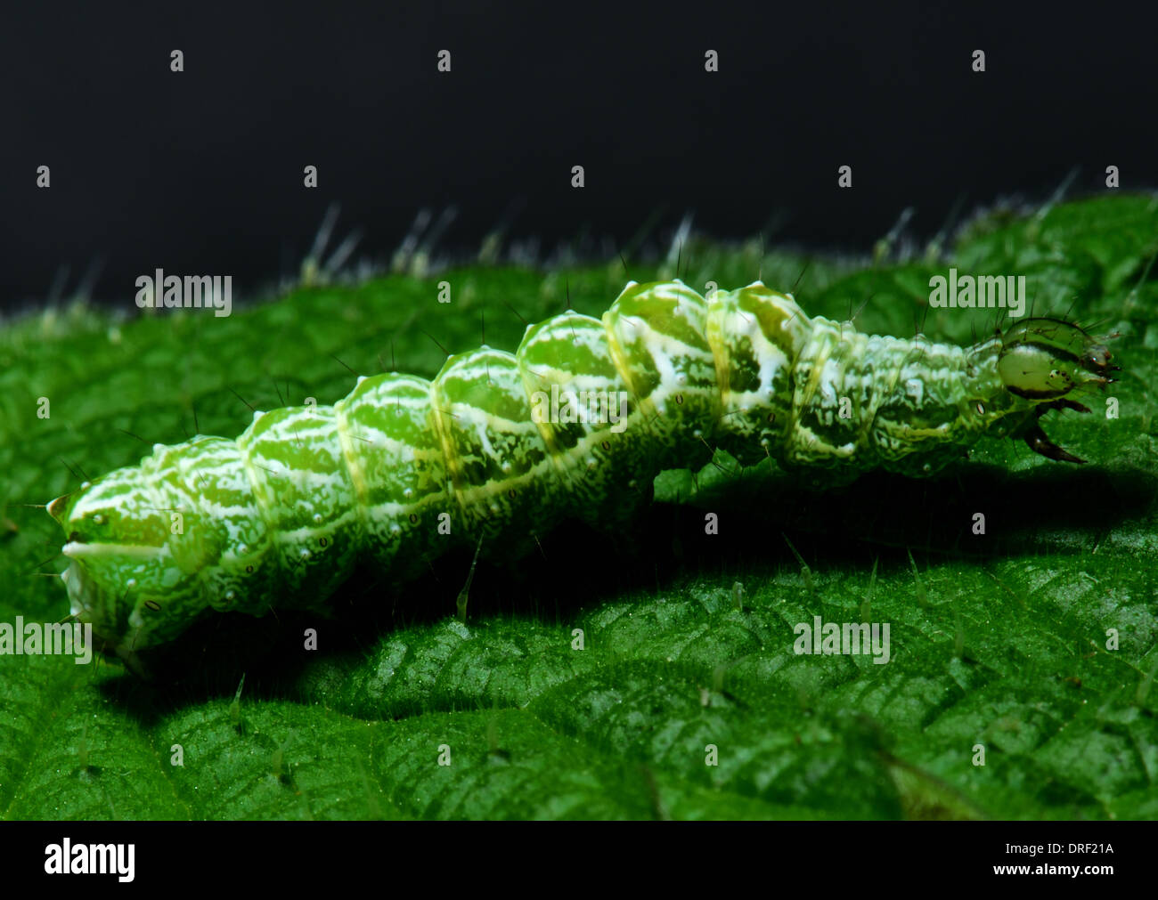 Makroaufnahme einer eine schöne gelbe Underwing Motte Larve, Anarta Myrtilli auf einem Brennnessel-Blatt. Essex UK. Stockfoto