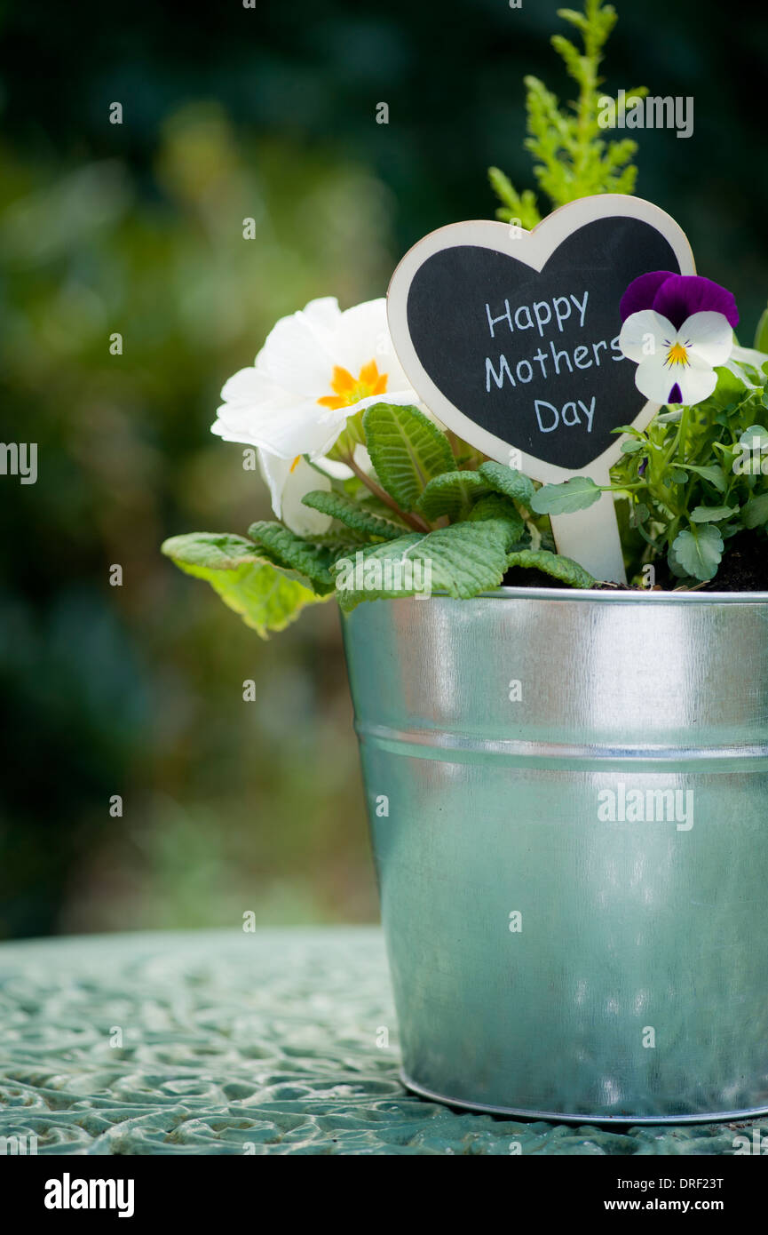 Eingemachte Anlagenbild mit "Alles Gute zum Muttertag" Schild Stockfoto