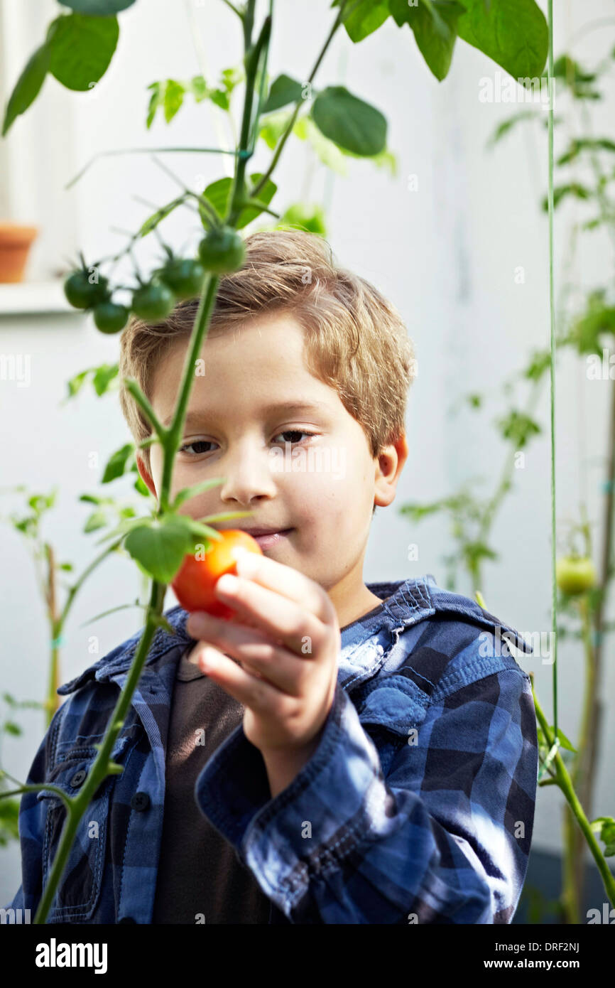 Junge Kommissionierung Tomaten im Garten, München, Bayern, Deutschland Stockfoto