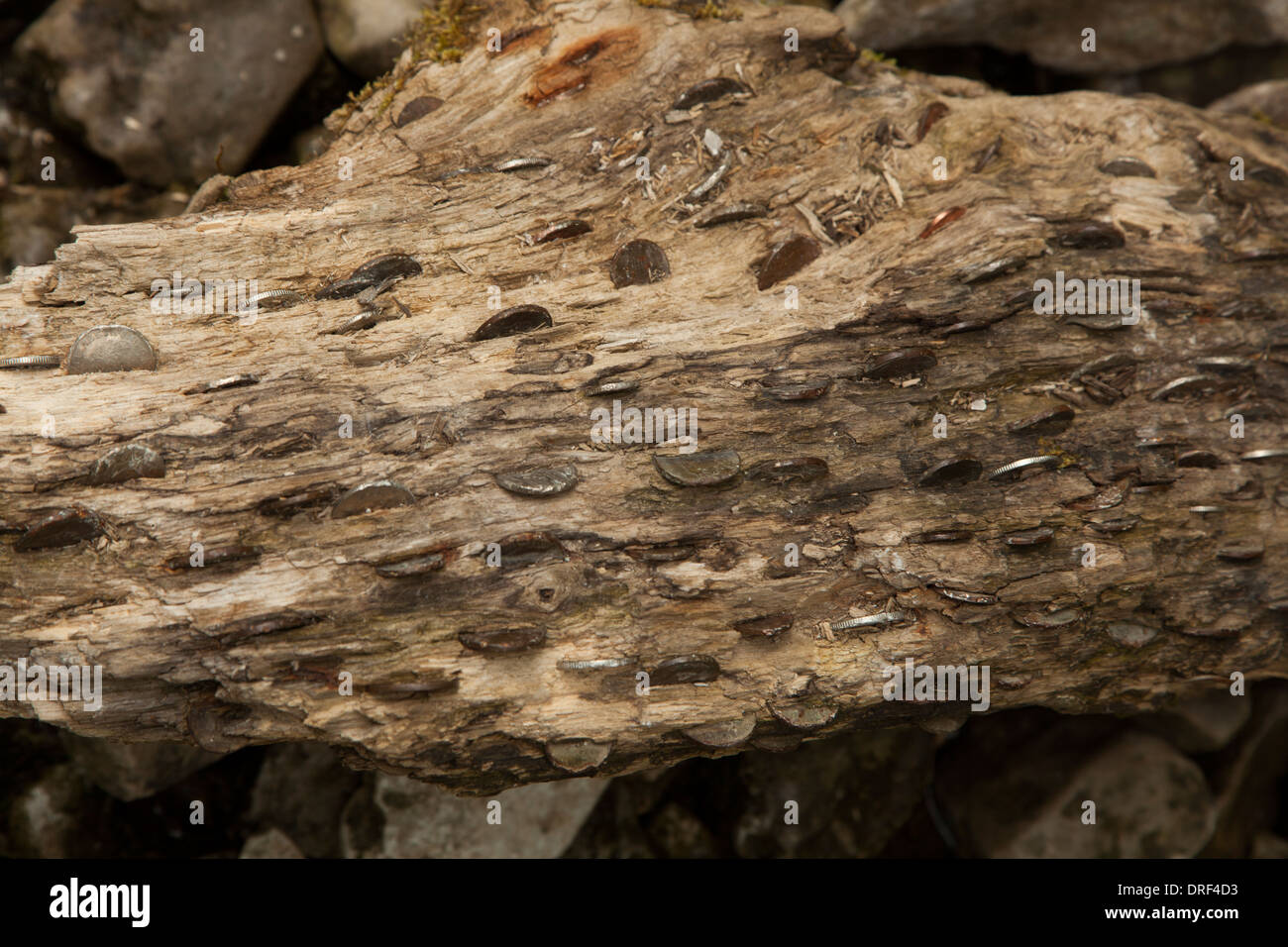 Gefallenen Baumstamm mit Münzen gehämmert Malham Cove Yorkshire UK Stockfoto